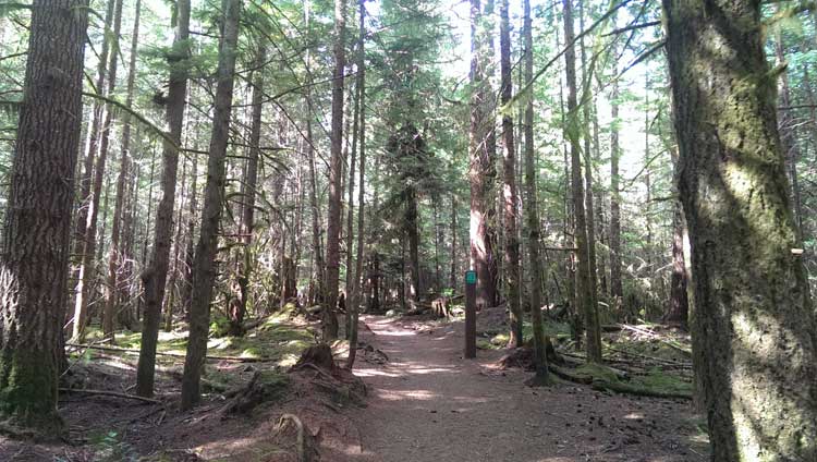 Alice Lake Hiking